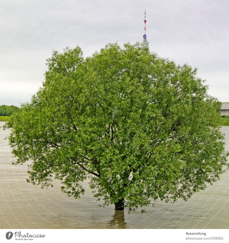 Flood! Environment Nature Plant Elements Water Sky Clouds Storm clouds Summer Weather Bad weather Rain Tree River Danube Vienna Capital city Tower