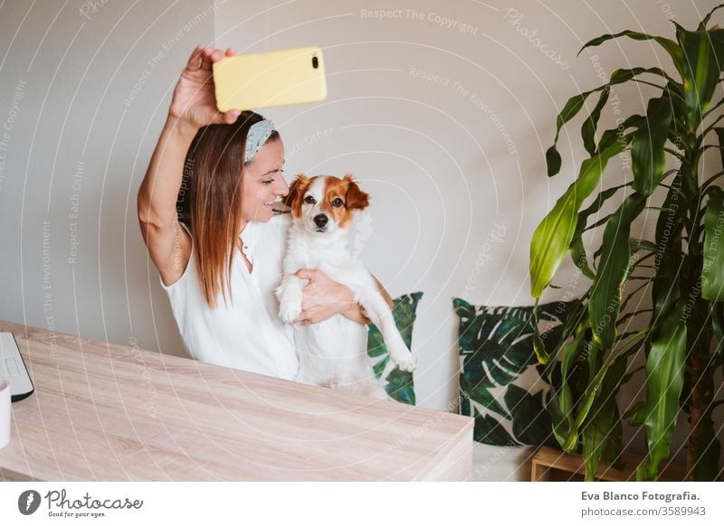 young woman working at home, cuddling Cute small dog. and taking a picture with mobile phone. Stay home concept cuddle love technology pet jack russell office