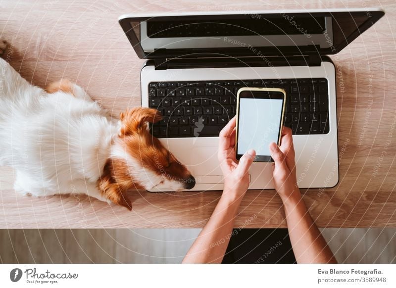 young woman working on laptop at home, cute small dog besides. stay safe during coronavirus covid-2019 concept cuddle love cuddling mobile phone technology pet
