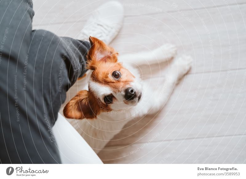 young woman at home using mobile phone, cute small dog besides. work from home concept cuddle love cuddling working technology pet jack russell office work home