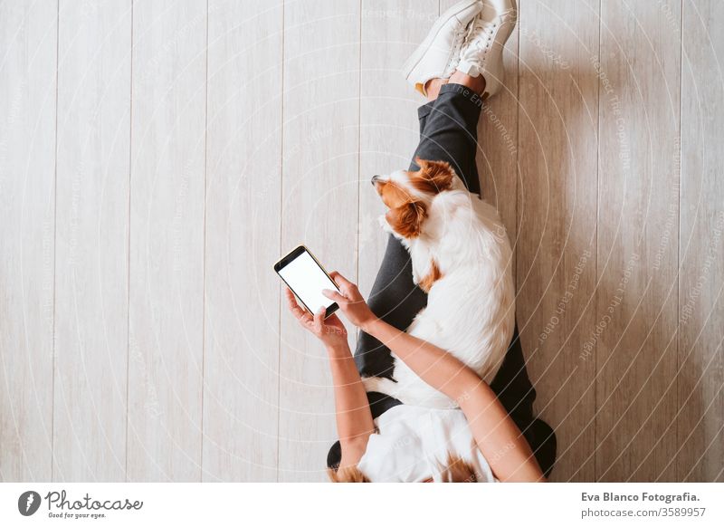 young woman at home using mobile phone, cute small dog besides. work from home concept top view working technology pet jack russell office work home laptop