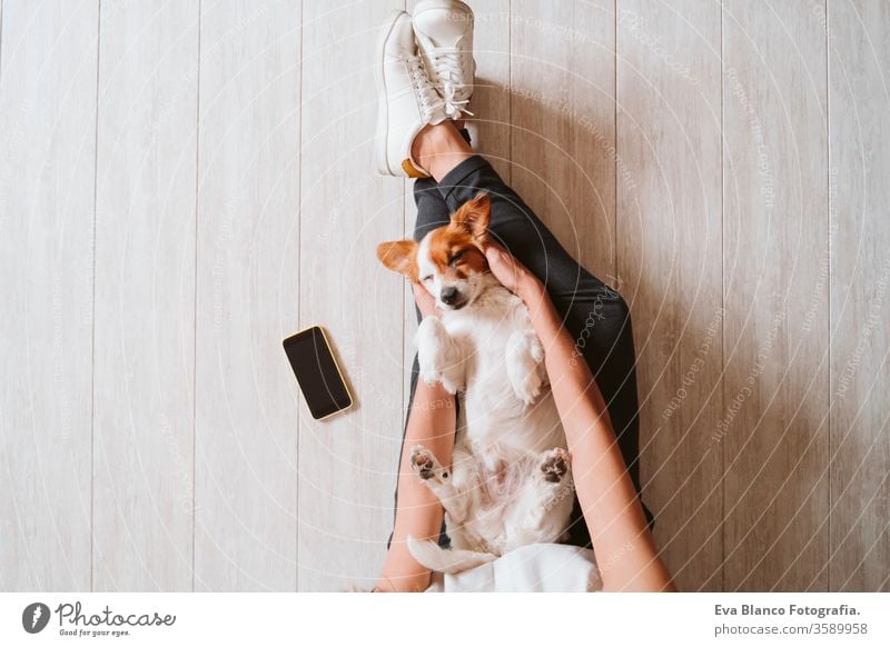young woman at home cuddling her cute small dog. Stay home concept cuddle top view mobile phone working technology pet jack russell office work home laptop
