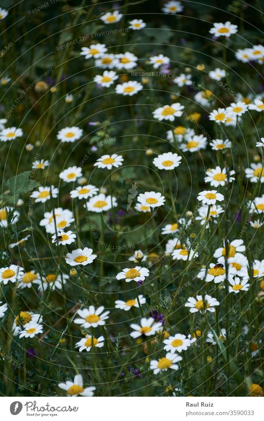 Carpet of flowers in the bright and warm spring, chamomile nobody floral cloud pasture outdoor rural camomile daisy field nature sky fresh land country
