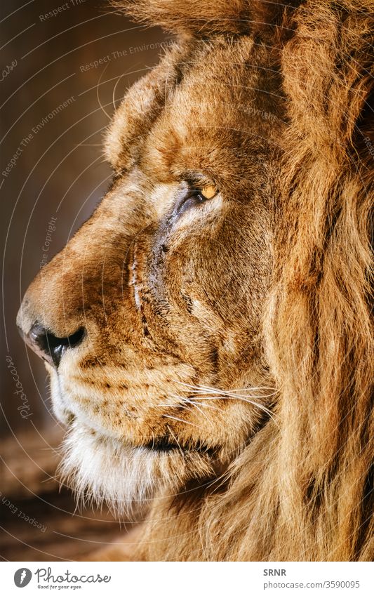 Portrait of Lion animal big cat lion mammal mane muzzle panthera leo portrait predator scavenger wild