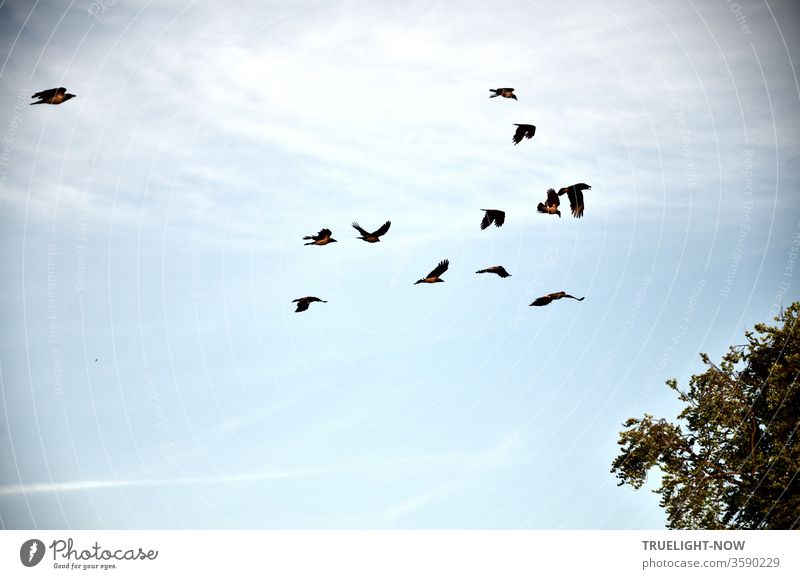 In a moderately disordered formation and a little bit turbulent determination 12 crows fly towards an undefined destination in front of a mostly pale blue sky - maybe it is the big tree of which a small part is only visible