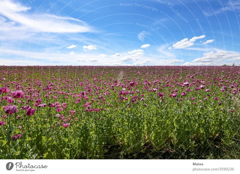 Field of red violett Poppy Flowers in Summer agriculture background beautiful beauty bloom blossom bud clouds color colorful country countryside decorative