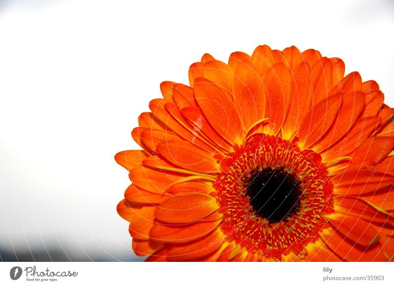 Gerbera orange #2 Flower Macro (Extreme close-up) Close-up Orange Sky Contrast rich colour Mother's Day