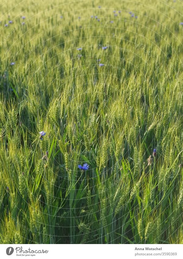 A cornfield with rye and flake flowers at sunset Cornfield Field grain Rye Knapweed meadows Summer Sunset Nature Agriculture Landscape Grain field plants