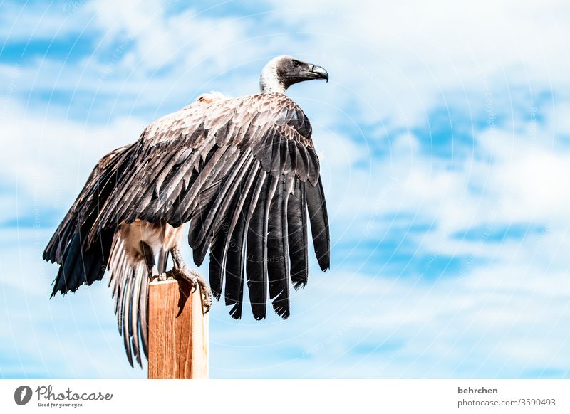 beauty in the eye of the beholder | vulture knows Blue sky Impressive Air high up Exceptional Animal Wild animal Fantastic Freedom especially Bird Beak Flying