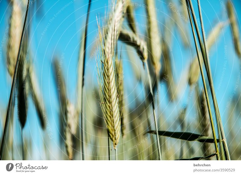 (super)vital Field Grain Sky Oats Wheat Rye Barley Grain field Summer Agriculture Ear of corn Nature Cornfield Food Deserted Landscape Environment