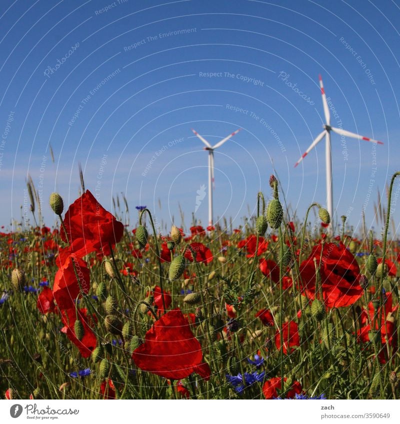 Poppy and windmills in front of a blue sky flowers bleed Plant Garden Bed (Horticulture) Blue blossom Blossoming green Summer spring Nature Growth Flower meadow