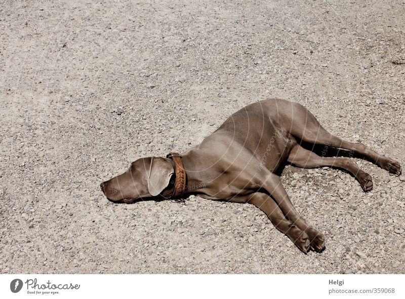 AST6 Inntal. We made it.... Earth Beautiful weather Animal Pet Dog Weimaraner 1 Observe Relaxation Lie Esthetic Authentic Simple Uniqueness Feminine Brown Gray