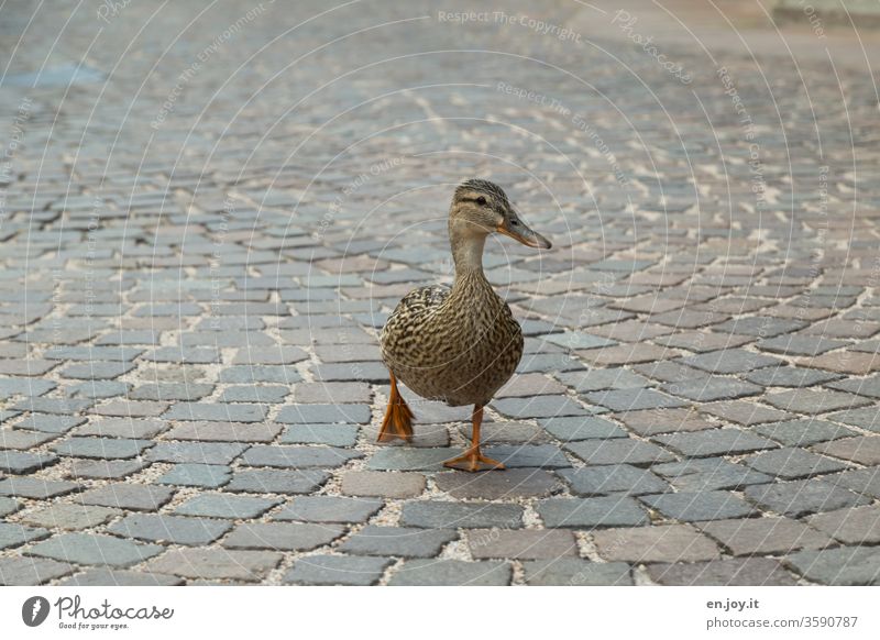 a female duck animal comes on wide fins feet over cobblestone pavement directly towards me Duck Animal Cobblestones off Walking Waddle Poultry birds