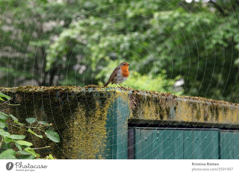 robin in green Robin redbreast birds Old World flycatcher little bird Small Round Cute Red plumage feathers Garage hut Flake shelter shack out huts Moss Lichen