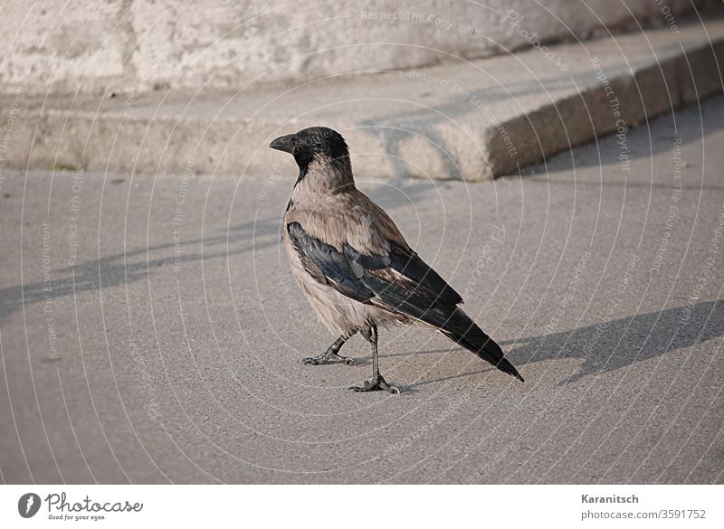 A crow on its morning walk. Crow Hooded Crow Corvus Cornix Passerine Bird Raven Bird songbird Animal Foraging stroll Street Morning sunshine Shadow Long plumage