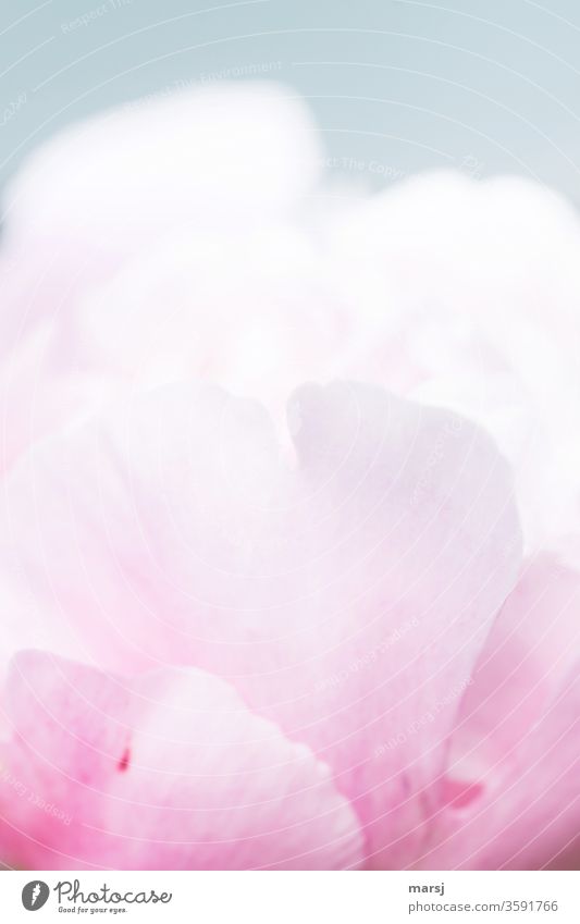 Girl coloured parts of a peony blossom Peony Pink bleed girlish pale pink pastel shades Growth Exterior shot Nature Blossom leave spring Garden