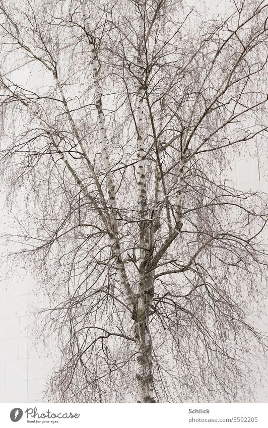 Bare birch in front of a light grey facade of facade panels Birch tree Bleak full-frame image Facade Monochrome detail branches twigs trunk Tree trunk Betula
