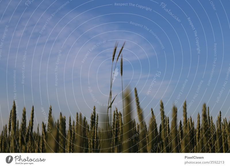 Grain cultivation and above it a bright blue sky Field grain Sky Agriculture Cornfield Food Nutrition Nature Summer Ear of corn Agricultural crop