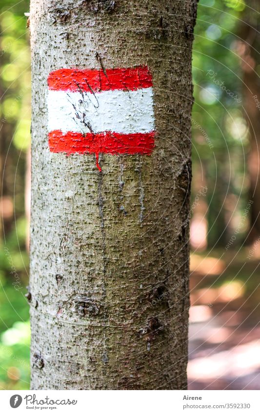Scout Joy Road marking White Red Colour colored Clue Forest Hiking trip Mountain Painted Class outing Footpath sign Signage path marking mountain tour