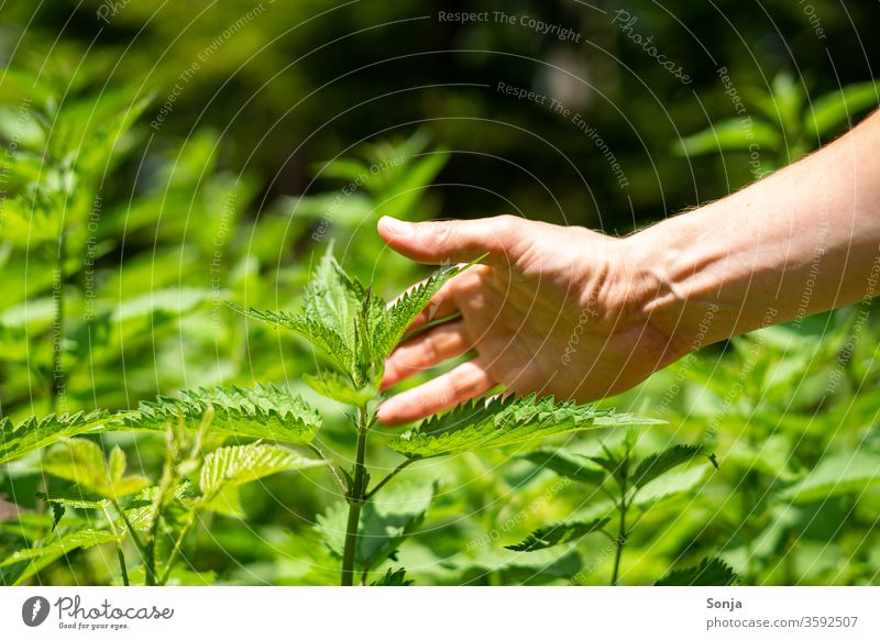 Man touches fresh green nettle with his hand by hand Touch stinging nettle Fingers Close-up To hold on Fresh Food Healthy Healthy Eating Exterior shot