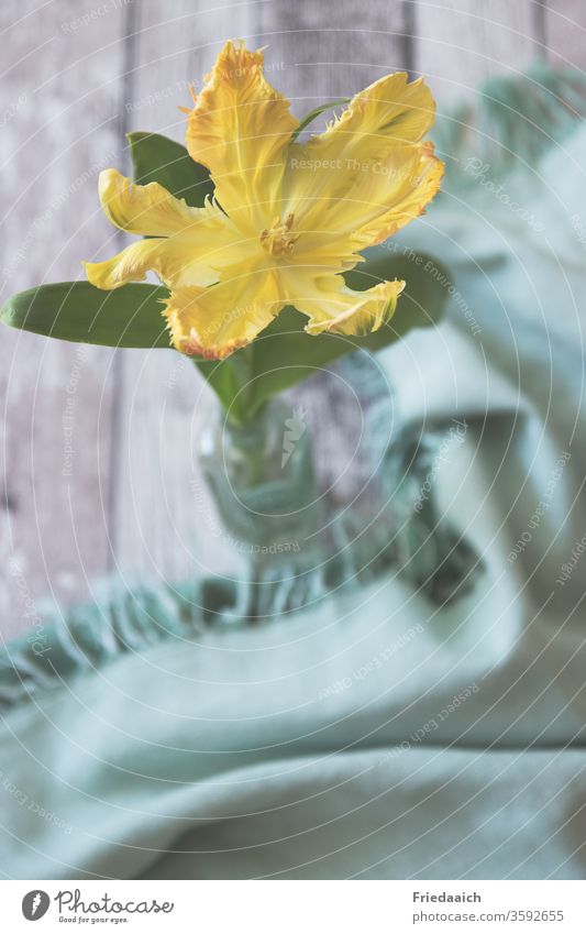 Flower Still Life Tulip blossom Yellow Vase tablecloth Table decoration at home Flower love Blur soft colours Dull