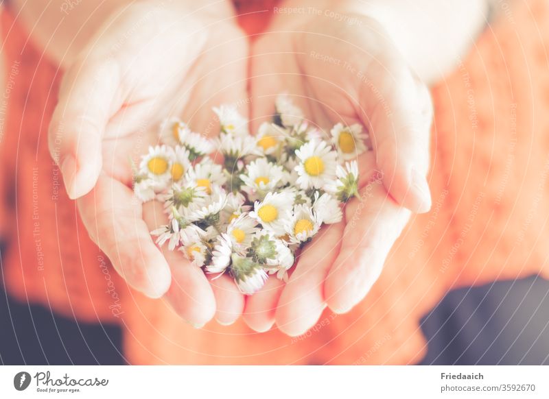 Hands with daisies enchanting little flowers Velvety Smooth hands Donate congratulate Love Delicate blurred Friendship kind turn towards gesture