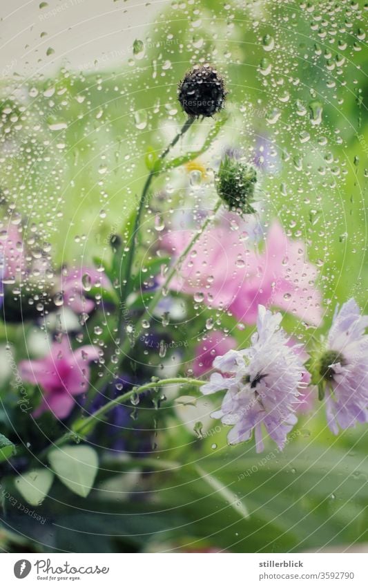 Bouquet of wild flowers behind a rain-wet window pane Rain Drops of water bleed Water Nature Plant Wet Weather