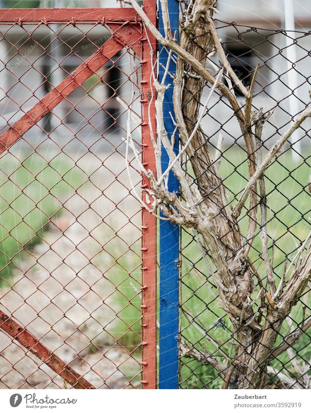 Mesh wire fence in red and blue with ingrown, dry twigs and branches Fence Wire netting fence Red Blue Grating Integration intertwined Symbiosis Connection