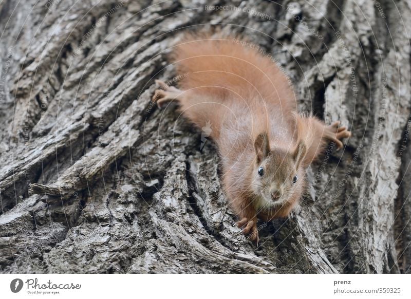 tree ornaments Environment Nature Animal Wild animal 1 Baby animal Cute Brown Gray Squirrel Tree bark Climbing Looking Colour photo Exterior shot Deserted