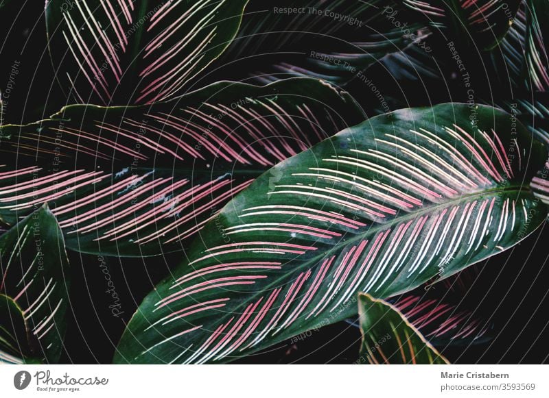 Purple Calathea (Peacock Plant) leaves against a dark background purple calathea peacock plant tropical leaves full frame texture tropical leaf pattern