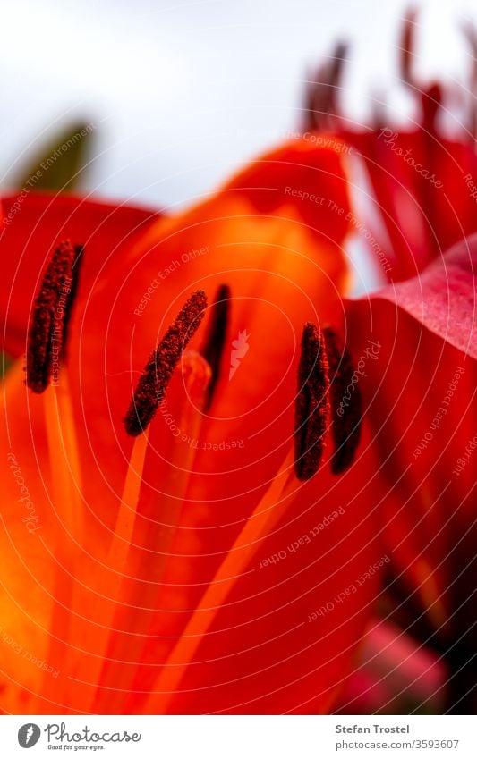 collection of pollen on a lily in a close-up spring natural color flora botany-lilium_bulbiferum nature blooming flower-orange_lily leaf beauty background red