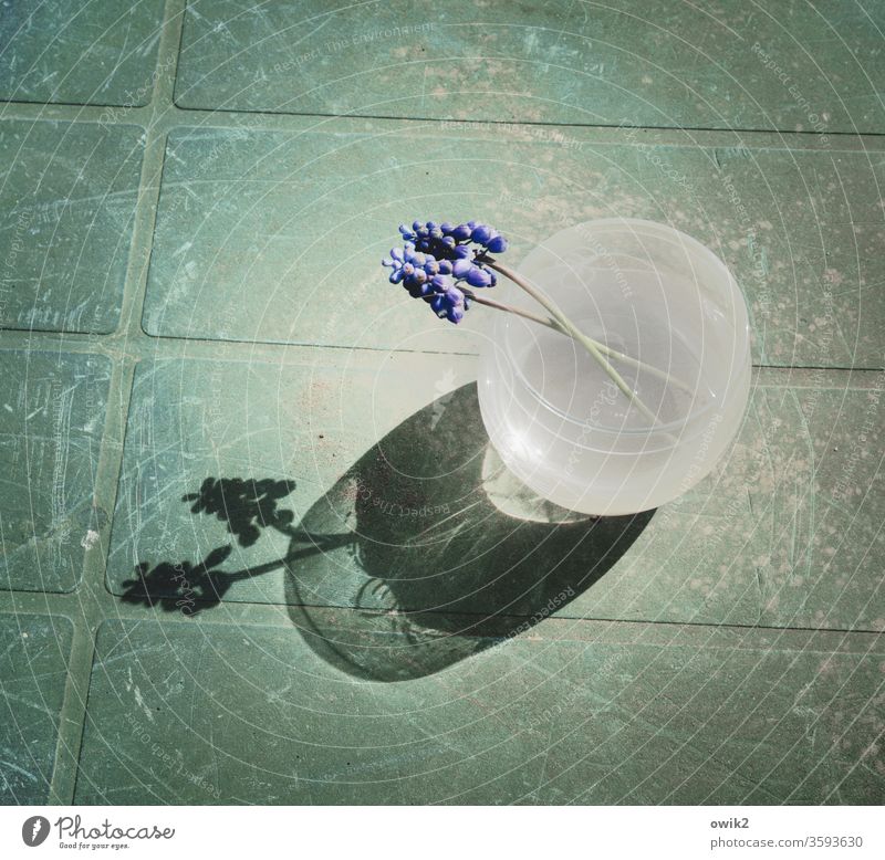 United in consolation Muscari flowers Summer Plant Nature Vase Romance Agreed Emotions Plastic Glass Table Calm Colour photo Subdued colour Exterior shot