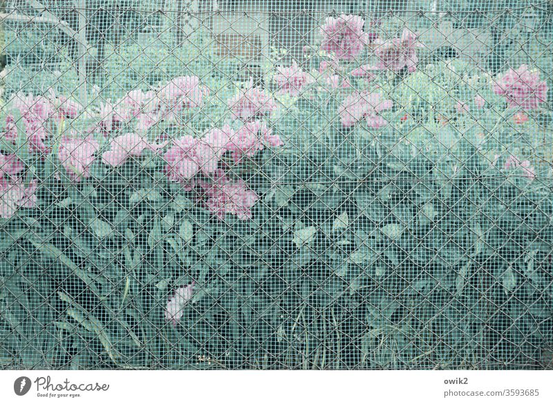 Breeding roses Blossoming blossoms Fence Grating Wire netting fence Transparent Hazy Mysterious Deserted Plant Colour photo Exterior shot Day Environment Garden