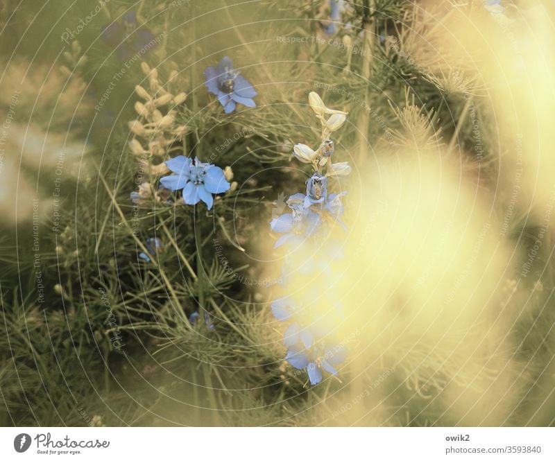 Blue swabs Idyll Meadow little flowers Ground cover plant bleed blossom Small Near Many Motion blur Blur fragrant Nature Plant spring Exterior shot Colour photo