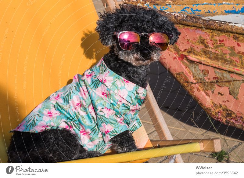 Fancy dog with sunglasses Dog hawaiian shirt Sunglasses Folding chair Deckchair Yellow Summer Vacation & Travel Summer vacation Sunlight Relaxation chill smile
