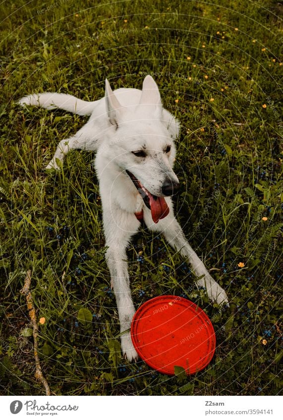 White shepherd dog plays with Frisbee Walk the dog Dog Playing white shepherd dog Shepherd dog frisky Sit Places well-behaved Wait rest Meadow green Nature out