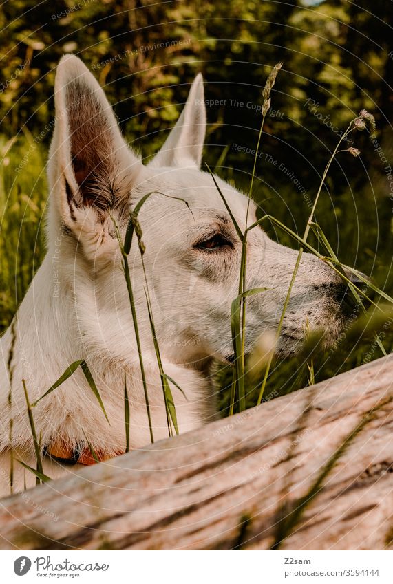 Portrait of a white shepherd dog Dog portrait Shepherd dog White ears snort Nature Landscape Close-up Profile already Pelt wood green bushes Grass