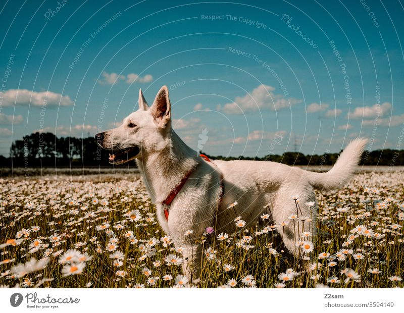 White shepherd dog in a flower field Walk the dog Dog Shepherd dog Flower field Kitsch Animal Pet Forest Nature Landscape huts Field peasant Evening sun Sunset