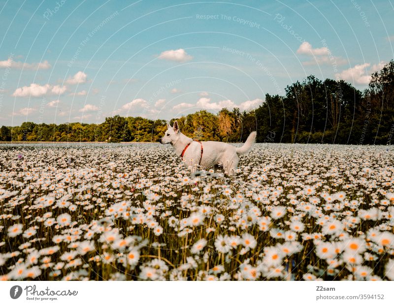 White shepherd dog in a flower field Walk the dog Dog Shepherd dog Flower field Kitsch Animal Pet Forest Nature Landscape huts Field peasant Evening sun Sunset