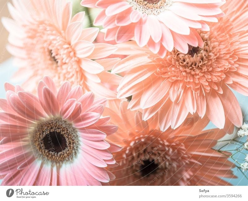 Pink gerbera daisy flowers bouquet pink mothers day wedding womens day background flowers day design pastel floral vintage summer desaturated texture lifestyle
