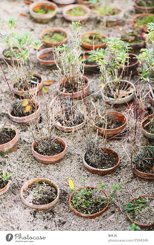 symmetry I Many dried-out potted plants in nurseries stand on the ground in the sand. Dried up, broken, dehydrated plants in flower pots during hot periods, drought due to lack of water, heat in summer. Rotten potted plants due to climate change
