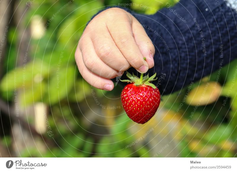 A childs hand holds a large strawberry berry fruit green red ripe tasty agriculture food juicy closeup farm fresh freshness garden holding nature organic summer