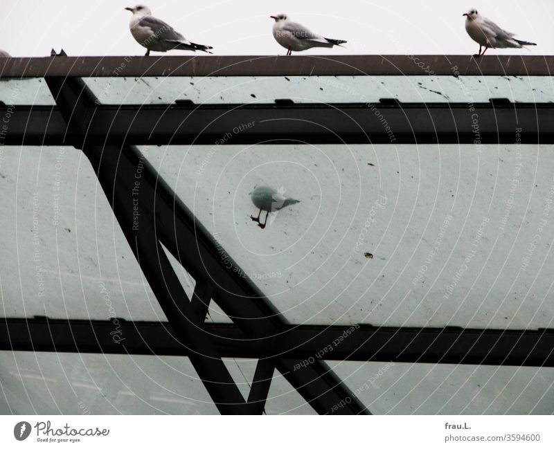 She moaned, the little seagull, because the others had again captured the best places on the glass roof. birds seagulls Roof Glass roof Sky Harbour
