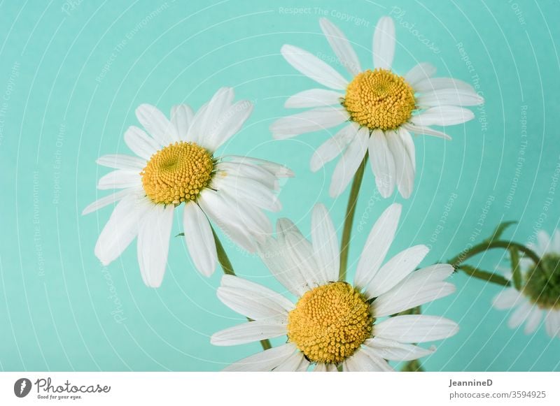 three daisies with neutral background Interior shot Studio shot bleed Plant Blossoming turquoise Summer Still Life Deserted Close-up Detail ornamental med