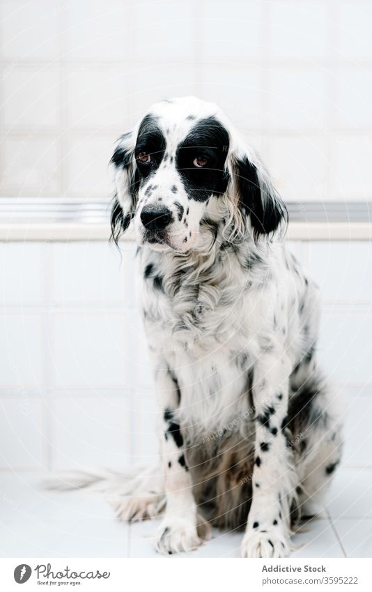 Serene dapple dog seated on floor in light bathroom pet home english setter animal rest lazy canine relax calm doggy domestic pedigree serene fluffy muzzle