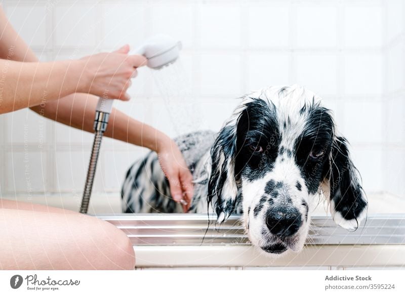 Woman bathing obedient dog in tub at home after stroll owner wash shower comfort pet english setter treat feed canine care sad hand clean hygiene friend animal