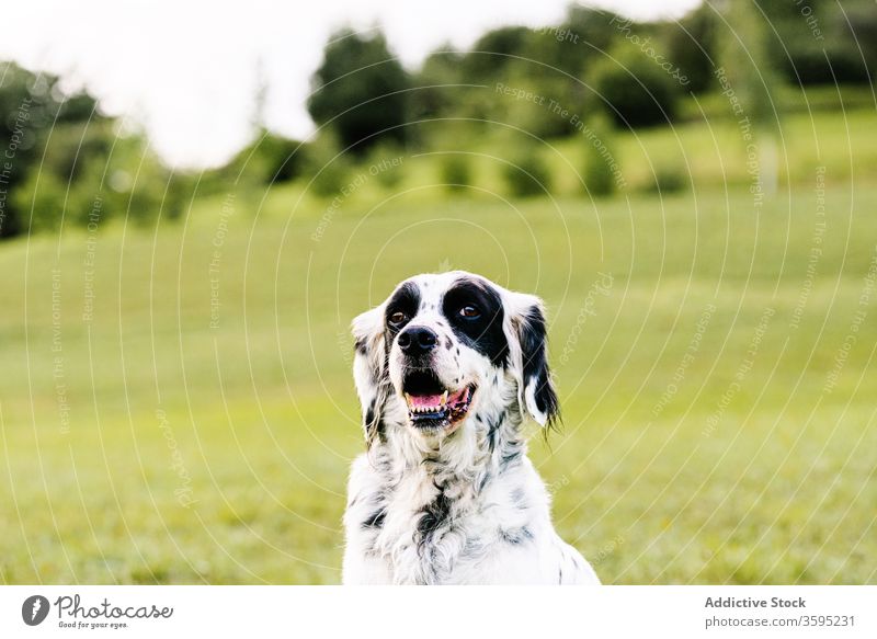 Happy dog seated on hilly meadow in countryside pet english setter stroll lawn curious grass slope calm doggy domestic pedigree tree glade field canine animal