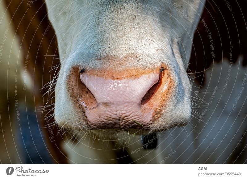 close up of a cows mouth Portrait agriculture animal background beef black bovine brown cattle closeup copy space countryside cow face cow's mouth cute domestic