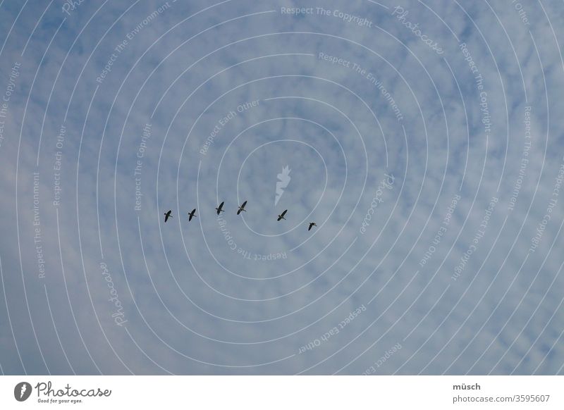 Flight of birds Flight of the birds Sky six Swing Grand piano Line Formation Blue Clouds White Black Impact juicy green bird route Lilienthal Art locomotion Air