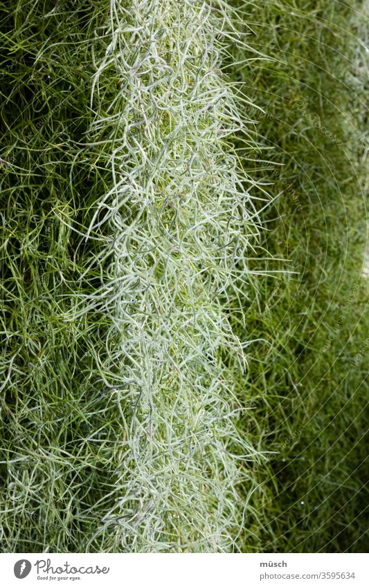 Tillandsia usneoides green Silver Botany Water Plant Cactus Nature juicy green Houseplant species Louisianamoos Spanish moss Bromeliaceae